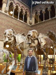 [P26] In mijlocul muzeului- am incadrat un mic colt al cunoasterii-familia Elephantidae, din ordinul proboscidienilor » foto by florintoma
 - 
<span class="allrVoted glyphicon glyphicon-heart hidden" id="av275678"></span>
<a class="m-l-10 hidden" id="sv275678" onclick="voting_Foto_DelVot(,275678,10595)" role="button">șterge vot <span class="glyphicon glyphicon-remove"></span></a>
<a id="v9275678" class=" c-red"  onclick="voting_Foto_SetVot(275678)" role="button"><span class="glyphicon glyphicon-heart-empty"></span> <b>LIKE</b> = Votează poza</a> <img class="hidden"  id="f275678W9" src="/imagini/loader.gif" border="0" /><span class="AjErrMes hidden" id="e275678ErM"></span>