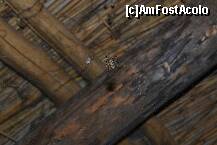 [P07] Un vizitator pasnic » foto by beky4one
 - 
<span class="allrVoted glyphicon glyphicon-heart hidden" id="av276253"></span>
<a class="m-l-10 hidden" id="sv276253" onclick="voting_Foto_DelVot(,276253,10609)" role="button">șterge vot <span class="glyphicon glyphicon-remove"></span></a>
<a id="v9276253" class=" c-red"  onclick="voting_Foto_SetVot(276253)" role="button"><span class="glyphicon glyphicon-heart-empty"></span> <b>LIKE</b> = Votează poza</a> <img class="hidden"  id="f276253W9" src="/imagini/loader.gif" border="0" /><span class="AjErrMes hidden" id="e276253ErM"></span>