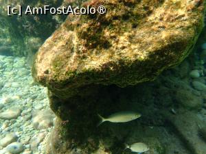 [P14] Barbati beach - peisaje submarine » foto by Dragoș_MD
 - 
<span class="allrVoted glyphicon glyphicon-heart hidden" id="av1502371"></span>
<a class="m-l-10 hidden" id="sv1502371" onclick="voting_Foto_DelVot(,1502371,10695)" role="button">șterge vot <span class="glyphicon glyphicon-remove"></span></a>
<a id="v91502371" class=" c-red"  onclick="voting_Foto_SetVot(1502371)" role="button"><span class="glyphicon glyphicon-heart-empty"></span> <b>LIKE</b> = Votează poza</a> <img class="hidden"  id="f1502371W9" src="/imagini/loader.gif" border="0" /><span class="AjErrMes hidden" id="e1502371ErM"></span>