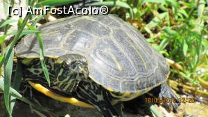 [P01] Unul din paznicii acvatici ai Spianadei.  » foto by elviramvio
 - 
<span class="allrVoted glyphicon glyphicon-heart hidden" id="av804272"></span>
<a class="m-l-10 hidden" id="sv804272" onclick="voting_Foto_DelVot(,804272,10697)" role="button">șterge vot <span class="glyphicon glyphicon-remove"></span></a>
<a id="v9804272" class=" c-red"  onclick="voting_Foto_SetVot(804272)" role="button"><span class="glyphicon glyphicon-heart-empty"></span> <b>LIKE</b> = Votează poza</a> <img class="hidden"  id="f804272W9" src="/imagini/loader.gif" border="0" /><span class="AjErrMes hidden" id="e804272ErM"></span>