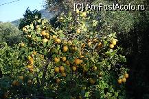 [P22] lamai si maslini la tot pasul,moraitika » foto by mariana
 - 
<span class="allrVoted glyphicon glyphicon-heart hidden" id="av85742"></span>
<a class="m-l-10 hidden" id="sv85742" onclick="voting_Foto_DelVot(,85742,10698)" role="button">șterge vot <span class="glyphicon glyphicon-remove"></span></a>
<a id="v985742" class=" c-red"  onclick="voting_Foto_SetVot(85742)" role="button"><span class="glyphicon glyphicon-heart-empty"></span> <b>LIKE</b> = Votează poza</a> <img class="hidden"  id="f85742W9" src="/imagini/loader.gif" border="0" /><span class="AjErrMes hidden" id="e85742ErM"></span>