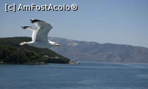 [P03] pescărușii ne dau târcoale » foto by Maya_C
 - 
<span class="allrVoted glyphicon glyphicon-heart hidden" id="av1054220"></span>
<a class="m-l-10 hidden" id="sv1054220" onclick="voting_Foto_DelVot(,1054220,10699)" role="button">șterge vot <span class="glyphicon glyphicon-remove"></span></a>
<a id="v91054220" class=" c-red"  onclick="voting_Foto_SetVot(1054220)" role="button"><span class="glyphicon glyphicon-heart-empty"></span> <b>LIKE</b> = Votează poza</a> <img class="hidden"  id="f1054220W9" src="/imagini/loader.gif" border="0" /><span class="AjErrMes hidden" id="e1054220ErM"></span>