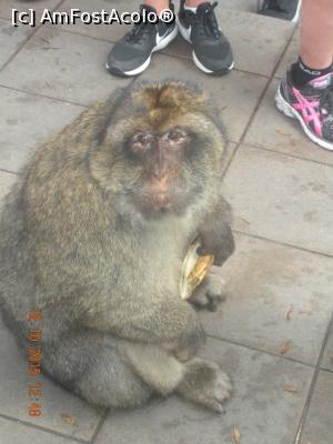 [P08] 'Am mancat si eu o banana' » foto by artemisa24
 - 
<span class="allrVoted glyphicon glyphicon-heart hidden" id="av711863"></span>
<a class="m-l-10 hidden" id="sv711863" onclick="voting_Foto_DelVot(,711863,10713)" role="button">șterge vot <span class="glyphicon glyphicon-remove"></span></a>
<a id="v9711863" class=" c-red"  onclick="voting_Foto_SetVot(711863)" role="button"><span class="glyphicon glyphicon-heart-empty"></span> <b>LIKE</b> = Votează poza</a> <img class="hidden"  id="f711863W9" src="/imagini/loader.gif" border="0" /><span class="AjErrMes hidden" id="e711863ErM"></span>