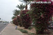 [P37] Strada in Eilat » foto by vera77
 - 
<span class="allrVoted glyphicon glyphicon-heart hidden" id="av389060"></span>
<a class="m-l-10 hidden" id="sv389060" onclick="voting_Foto_DelVot(,389060,10719)" role="button">șterge vot <span class="glyphicon glyphicon-remove"></span></a>
<a id="v9389060" class=" c-red"  onclick="voting_Foto_SetVot(389060)" role="button"><span class="glyphicon glyphicon-heart-empty"></span> <b>LIKE</b> = Votează poza</a> <img class="hidden"  id="f389060W9" src="/imagini/loader.gif" border="0" /><span class="AjErrMes hidden" id="e389060ErM"></span>