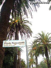 [P01] Viale delle palme - Strada palmierilor in Riviera Palmierilor » foto by Ellada_sagapo
 - 
<span class="allrVoted glyphicon glyphicon-heart hidden" id="av283366"></span>
<a class="m-l-10 hidden" id="sv283366" onclick="voting_Foto_DelVot(,283366,10735)" role="button">șterge vot <span class="glyphicon glyphicon-remove"></span></a>
<a id="v9283366" class=" c-red"  onclick="voting_Foto_SetVot(283366)" role="button"><span class="glyphicon glyphicon-heart-empty"></span> <b>LIKE</b> = Votează poza</a> <img class="hidden"  id="f283366W9" src="/imagini/loader.gif" border="0" /><span class="AjErrMes hidden" id="e283366ErM"></span>