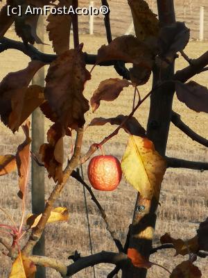 [P12] Micul măr de aur...  » foto by crismis
 - 
<span class="allrVoted glyphicon glyphicon-heart hidden" id="av1045687"></span>
<a class="m-l-10 hidden" id="sv1045687" onclick="voting_Foto_DelVot(,1045687,10840)" role="button">șterge vot <span class="glyphicon glyphicon-remove"></span></a>
<a id="v91045687" class=" c-red"  onclick="voting_Foto_SetVot(1045687)" role="button"><span class="glyphicon glyphicon-heart-empty"></span> <b>LIKE</b> = Votează poza</a> <img class="hidden"  id="f1045687W9" src="/imagini/loader.gif" border="0" /><span class="AjErrMes hidden" id="e1045687ErM"></span>