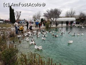 [P15] Multe, multe rățuște!... Și simpatice foc!  » foto by crismis
 - 
<span class="allrVoted glyphicon glyphicon-heart hidden" id="av1045690"></span>
<a class="m-l-10 hidden" id="sv1045690" onclick="voting_Foto_DelVot(,1045690,10840)" role="button">șterge vot <span class="glyphicon glyphicon-remove"></span></a>
<a id="v91045690" class=" c-red"  onclick="voting_Foto_SetVot(1045690)" role="button"><span class="glyphicon glyphicon-heart-empty"></span> <b>LIKE</b> = Votează poza</a> <img class="hidden"  id="f1045690W9" src="/imagini/loader.gif" border="0" /><span class="AjErrMes hidden" id="e1045690ErM"></span>