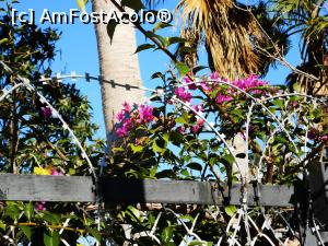 [P05] Flori, sârmă ghimpată și cer senin - o metaforă, înțelege fiecare ce vrea...  » foto by crismis
 - 
<span class="allrVoted glyphicon glyphicon-heart hidden" id="av1045680"></span>
<a class="m-l-10 hidden" id="sv1045680" onclick="voting_Foto_DelVot(,1045680,10840)" role="button">șterge vot <span class="glyphicon glyphicon-remove"></span></a>
<a id="v91045680" class=" c-red"  onclick="voting_Foto_SetVot(1045680)" role="button"><span class="glyphicon glyphicon-heart-empty"></span> <b>LIKE</b> = Votează poza</a> <img class="hidden"  id="f1045680W9" src="/imagini/loader.gif" border="0" /><span class="AjErrMes hidden" id="e1045680ErM"></span>