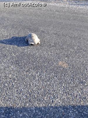 [P22] o testoasa in drumul nostru » foto by adrianbogdan
 - 
<span class="allrVoted glyphicon glyphicon-heart hidden" id="av1014613"></span>
<a class="m-l-10 hidden" id="sv1014613" onclick="voting_Foto_DelVot(,1014613,10840)" role="button">șterge vot <span class="glyphicon glyphicon-remove"></span></a>
<a id="v91014613" class=" c-red"  onclick="voting_Foto_SetVot(1014613)" role="button"><span class="glyphicon glyphicon-heart-empty"></span> <b>LIKE</b> = Votează poza</a> <img class="hidden"  id="f1014613W9" src="/imagini/loader.gif" border="0" /><span class="AjErrMes hidden" id="e1014613ErM"></span>