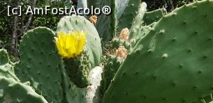 P21 [JUN-2019] Vila George Sebastian Hammamet - cactus înflorit