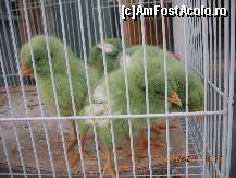 [P16] putin somnorosi sau cam tristi? » foto by artemisa24
 - 
<span class="allrVoted glyphicon glyphicon-heart hidden" id="av299341"></span>
<a class="m-l-10 hidden" id="sv299341" onclick="voting_Foto_DelVot(,299341,11020)" role="button">șterge vot <span class="glyphicon glyphicon-remove"></span></a>
<a id="v9299341" class=" c-red"  onclick="voting_Foto_SetVot(299341)" role="button"><span class="glyphicon glyphicon-heart-empty"></span> <b>LIKE</b> = Votează poza</a> <img class="hidden"  id="f299341W9" src="/imagini/loader.gif" border="0" /><span class="AjErrMes hidden" id="e299341ErM"></span>