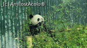 [P31] Am ajuns in cea mai ravnita zona, cea a ursilor panda uriasi, specie pur chineza, care poarta numele de „comoara nationala” si „fosile vii”. Interesanta este povestea originii acestora. Au fost gasite niste fosile in Ungaria in 1942, oamenii considerandu-le stramosii ursilor panda gigantic din Asia de est. Totusi, alte fosile gasite in provinciile chineze Yunnan, China, in anii 1975 si 1987, au dovedit originea chineza a ursilor panda gigantic. » foto by geani anto
 - 
<span class="allrVoted glyphicon glyphicon-heart hidden" id="av1509544"></span>
<a class="m-l-10 hidden" id="sv1509544" onclick="voting_Foto_DelVot(,1509544,11037)" role="button">șterge vot <span class="glyphicon glyphicon-remove"></span></a>
<a id="v91509544" class=" c-red"  onclick="voting_Foto_SetVot(1509544)" role="button"><span class="glyphicon glyphicon-heart-empty"></span> <b>LIKE</b> = Votează poza</a> <img class="hidden"  id="f1509544W9" src="/imagini/loader.gif" border="0" /><span class="AjErrMes hidden" id="e1509544ErM"></span>