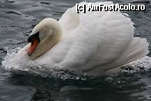 [P28]  -- <small>// FĂRĂ DESCRIERE</small> » foto by Alina53
 - 
<span class="allrVoted glyphicon glyphicon-heart hidden" id="av297614"></span>
<a class="m-l-10 hidden" id="sv297614" onclick="voting_Foto_DelVot(,297614,11040)" role="button">șterge vot <span class="glyphicon glyphicon-remove"></span></a>
<a id="v9297614" class=" c-red"  onclick="voting_Foto_SetVot(297614)" role="button"><span class="glyphicon glyphicon-heart-empty"></span> <b>LIKE</b> = Votează poza</a> <img class="hidden"  id="f297614W9" src="/imagini/loader.gif" border="0" /><span class="AjErrMes hidden" id="e297614ErM"></span>