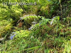 [P09] La pas prin Canionul Vintgar » foto by crismis
 - 
<span class="allrVoted glyphicon glyphicon-heart hidden" id="av1510688"></span>
<a class="m-l-10 hidden" id="sv1510688" onclick="voting_Foto_DelVot(,1510688,11040)" role="button">șterge vot <span class="glyphicon glyphicon-remove"></span></a>
<a id="v91510688" class=" c-red"  onclick="voting_Foto_SetVot(1510688)" role="button"><span class="glyphicon glyphicon-heart-empty"></span> <b>LIKE</b> = Votează poza</a> <img class="hidden"  id="f1510688W9" src="/imagini/loader.gif" border="0" /><span class="AjErrMes hidden" id="e1510688ErM"></span>