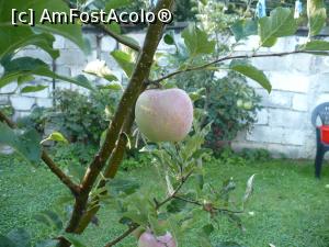 [P02] Pomi gradina pensiunea Folea.  » foto by Calator99
 - 
<span class="allrVoted glyphicon glyphicon-heart hidden" id="av900907"></span>
<a class="m-l-10 hidden" id="sv900907" onclick="voting_Foto_DelVot(,900907,11096)" role="button">șterge vot <span class="glyphicon glyphicon-remove"></span></a>
<a id="v9900907" class=" c-red"  onclick="voting_Foto_SetVot(900907)" role="button"><span class="glyphicon glyphicon-heart-empty"></span> <b>LIKE</b> = Votează poza</a> <img class="hidden"  id="f900907W9" src="/imagini/loader.gif" border="0" /><span class="AjErrMes hidden" id="e900907ErM"></span>