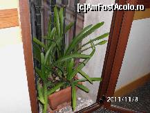 [P03] privirea i-mi este incantata de o floare, desi afara e noiembrie, totusi nu trebuie uitat ca suntem la Barcelona care beneficiaza de o clima blinda si in timpul iernii. » foto by roth
 - 
<span class="allrVoted glyphicon glyphicon-heart hidden" id="av302301"></span>
<a class="m-l-10 hidden" id="sv302301" onclick="voting_Foto_DelVot(,302301,11180)" role="button">șterge vot <span class="glyphicon glyphicon-remove"></span></a>
<a id="v9302301" class=" c-red"  onclick="voting_Foto_SetVot(302301)" role="button"><span class="glyphicon glyphicon-heart-empty"></span> <b>LIKE</b> = Votează poza</a> <img class="hidden"  id="f302301W9" src="/imagini/loader.gif" border="0" /><span class="AjErrMes hidden" id="e302301ErM"></span>