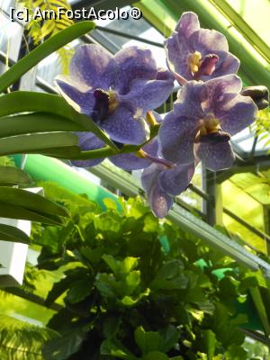 [P12] Parcul "Drumul Taberei" - Orhideea Vanda. » foto by iulianic
 - 
<span class="allrVoted glyphicon glyphicon-heart hidden" id="av1311424"></span>
<a class="m-l-10 hidden" id="sv1311424" onclick="voting_Foto_DelVot(,1311424,11447)" role="button">șterge vot <span class="glyphicon glyphicon-remove"></span></a>
<a id="v91311424" class=" c-red"  onclick="voting_Foto_SetVot(1311424)" role="button"><span class="glyphicon glyphicon-heart-empty"></span> <b>LIKE</b> = Votează poza</a> <img class="hidden"  id="f1311424W9" src="/imagini/loader.gif" border="0" /><span class="AjErrMes hidden" id="e1311424ErM"></span>