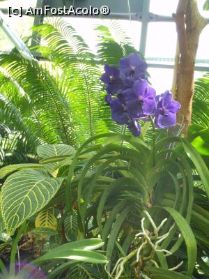 [P13] Parcul "Drumul Taberei" - Orhideea Vanda. » foto by iulianic
 - 
<span class="allrVoted glyphicon glyphicon-heart hidden" id="av1311425"></span>
<a class="m-l-10 hidden" id="sv1311425" onclick="voting_Foto_DelVot(,1311425,11447)" role="button">șterge vot <span class="glyphicon glyphicon-remove"></span></a>
<a id="v91311425" class=" c-red"  onclick="voting_Foto_SetVot(1311425)" role="button"><span class="glyphicon glyphicon-heart-empty"></span> <b>LIKE</b> = Votează poza</a> <img class="hidden"  id="f1311425W9" src="/imagini/loader.gif" border="0" /><span class="AjErrMes hidden" id="e1311425ErM"></span>