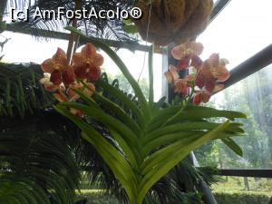 [P14] Parcul "Drumul Taberei" - Orhideea Vanda. » foto by iulianic
 - 
<span class="allrVoted glyphicon glyphicon-heart hidden" id="av1311426"></span>
<a class="m-l-10 hidden" id="sv1311426" onclick="voting_Foto_DelVot(,1311426,11447)" role="button">șterge vot <span class="glyphicon glyphicon-remove"></span></a>
<a id="v91311426" class=" c-red"  onclick="voting_Foto_SetVot(1311426)" role="button"><span class="glyphicon glyphicon-heart-empty"></span> <b>LIKE</b> = Votează poza</a> <img class="hidden"  id="f1311426W9" src="/imagini/loader.gif" border="0" /><span class="AjErrMes hidden" id="e1311426ErM"></span>