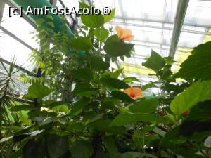 [P15] Parcul "Drumul Taberei" - În seră. » foto by iulianic
 - 
<span class="allrVoted glyphicon glyphicon-heart hidden" id="av1311427"></span>
<a class="m-l-10 hidden" id="sv1311427" onclick="voting_Foto_DelVot(,1311427,11447)" role="button">șterge vot <span class="glyphicon glyphicon-remove"></span></a>
<a id="v91311427" class=" c-red"  onclick="voting_Foto_SetVot(1311427)" role="button"><span class="glyphicon glyphicon-heart-empty"></span> <b>LIKE</b> = Votează poza</a> <img class="hidden"  id="f1311427W9" src="/imagini/loader.gif" border="0" /><span class="AjErrMes hidden" id="e1311427ErM"></span>