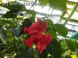 [P16] Parcul "Drumul Taberei" - În seră. » foto by iulianic
 - 
<span class="allrVoted glyphicon glyphicon-heart hidden" id="av1311428"></span>
<a class="m-l-10 hidden" id="sv1311428" onclick="voting_Foto_DelVot(,1311428,11447)" role="button">șterge vot <span class="glyphicon glyphicon-remove"></span></a>
<a id="v91311428" class=" c-red"  onclick="voting_Foto_SetVot(1311428)" role="button"><span class="glyphicon glyphicon-heart-empty"></span> <b>LIKE</b> = Votează poza</a> <img class="hidden"  id="f1311428W9" src="/imagini/loader.gif" border="0" /><span class="AjErrMes hidden" id="e1311428ErM"></span>