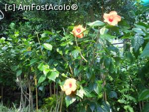 [P17] Parcul "Drumul Taberei" - În seră. » foto by iulianic
 - 
<span class="allrVoted glyphicon glyphicon-heart hidden" id="av1311429"></span>
<a class="m-l-10 hidden" id="sv1311429" onclick="voting_Foto_DelVot(,1311429,11447)" role="button">șterge vot <span class="glyphicon glyphicon-remove"></span></a>
<a id="v91311429" class=" c-red"  onclick="voting_Foto_SetVot(1311429)" role="button"><span class="glyphicon glyphicon-heart-empty"></span> <b>LIKE</b> = Votează poza</a> <img class="hidden"  id="f1311429W9" src="/imagini/loader.gif" border="0" /><span class="AjErrMes hidden" id="e1311429ErM"></span>