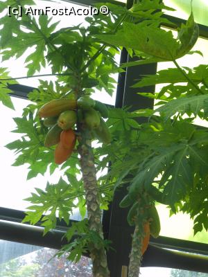 [P19] Parcul "Drumul Taberei" - În seră, Papaya cu fructe în coacere. » foto by iulianic
 - 
<span class="allrVoted glyphicon glyphicon-heart hidden" id="av1311431"></span>
<a class="m-l-10 hidden" id="sv1311431" onclick="voting_Foto_DelVot(,1311431,11447)" role="button">șterge vot <span class="glyphicon glyphicon-remove"></span></a>
<a id="v91311431" class=" c-red"  onclick="voting_Foto_SetVot(1311431)" role="button"><span class="glyphicon glyphicon-heart-empty"></span> <b>LIKE</b> = Votează poza</a> <img class="hidden"  id="f1311431W9" src="/imagini/loader.gif" border="0" /><span class="AjErrMes hidden" id="e1311431ErM"></span>