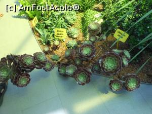 [P20] Parcul "Drumul Taberei" - În seră, plante suculente. » foto by iulianic
 - 
<span class="allrVoted glyphicon glyphicon-heart hidden" id="av1311432"></span>
<a class="m-l-10 hidden" id="sv1311432" onclick="voting_Foto_DelVot(,1311432,11447)" role="button">șterge vot <span class="glyphicon glyphicon-remove"></span></a>
<a id="v91311432" class=" c-red"  onclick="voting_Foto_SetVot(1311432)" role="button"><span class="glyphicon glyphicon-heart-empty"></span> <b>LIKE</b> = Votează poza</a> <img class="hidden"  id="f1311432W9" src="/imagini/loader.gif" border="0" /><span class="AjErrMes hidden" id="e1311432ErM"></span>