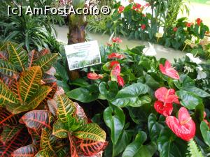 [P32] Parcul "Drumul Taberei" - În seră. » foto by iulianic
 - 
<span class="allrVoted glyphicon glyphicon-heart hidden" id="av1311444"></span>
<a class="m-l-10 hidden" id="sv1311444" onclick="voting_Foto_DelVot(,1311444,11447)" role="button">șterge vot <span class="glyphicon glyphicon-remove"></span></a>
<a id="v91311444" class=" c-red"  onclick="voting_Foto_SetVot(1311444)" role="button"><span class="glyphicon glyphicon-heart-empty"></span> <b>LIKE</b> = Votează poza</a> <img class="hidden"  id="f1311444W9" src="/imagini/loader.gif" border="0" /><span class="AjErrMes hidden" id="e1311444ErM"></span>