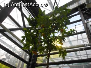 [P33] Parcul "Drumul Taberei" - În seră. » foto by iulianic
 - 
<span class="allrVoted glyphicon glyphicon-heart hidden" id="av1311445"></span>
<a class="m-l-10 hidden" id="sv1311445" onclick="voting_Foto_DelVot(,1311445,11447)" role="button">șterge vot <span class="glyphicon glyphicon-remove"></span></a>
<a id="v91311445" class=" c-red"  onclick="voting_Foto_SetVot(1311445)" role="button"><span class="glyphicon glyphicon-heart-empty"></span> <b>LIKE</b> = Votează poza</a> <img class="hidden"  id="f1311445W9" src="/imagini/loader.gif" border="0" /><span class="AjErrMes hidden" id="e1311445ErM"></span>