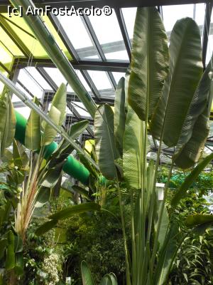 [P36] Parcul "Drumul Taberei" - În seră. » foto by iulianic
 - 
<span class="allrVoted glyphicon glyphicon-heart hidden" id="av1311448"></span>
<a class="m-l-10 hidden" id="sv1311448" onclick="voting_Foto_DelVot(,1311448,11447)" role="button">șterge vot <span class="glyphicon glyphicon-remove"></span></a>
<a id="v91311448" class=" c-red"  onclick="voting_Foto_SetVot(1311448)" role="button"><span class="glyphicon glyphicon-heart-empty"></span> <b>LIKE</b> = Votează poza</a> <img class="hidden"  id="f1311448W9" src="/imagini/loader.gif" border="0" /><span class="AjErrMes hidden" id="e1311448ErM"></span>