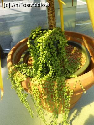 [P44] Parcul "Drumul Taberei" - În seră. » foto by iulianic
 - 
<span class="allrVoted glyphicon glyphicon-heart hidden" id="av1311456"></span>
<a class="m-l-10 hidden" id="sv1311456" onclick="voting_Foto_DelVot(,1311456,11447)" role="button">șterge vot <span class="glyphicon glyphicon-remove"></span></a>
<a id="v91311456" class=" c-red"  onclick="voting_Foto_SetVot(1311456)" role="button"><span class="glyphicon glyphicon-heart-empty"></span> <b>LIKE</b> = Votează poza</a> <img class="hidden"  id="f1311456W9" src="/imagini/loader.gif" border="0" /><span class="AjErrMes hidden" id="e1311456ErM"></span>