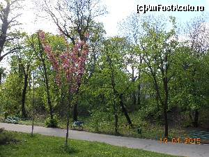 [P31] Parcul Carol I - Primăvara pe alei.  » foto by iulianic
 - 
<span class="allrVoted glyphicon glyphicon-heart hidden" id="av610880"></span>
<a class="m-l-10 hidden" id="sv610880" onclick="voting_Foto_DelVot(,610880,11447)" role="button">șterge vot <span class="glyphicon glyphicon-remove"></span></a>
<a id="v9610880" class=" c-red"  onclick="voting_Foto_SetVot(610880)" role="button"><span class="glyphicon glyphicon-heart-empty"></span> <b>LIKE</b> = Votează poza</a> <img class="hidden"  id="f610880W9" src="/imagini/loader.gif" border="0" /><span class="AjErrMes hidden" id="e610880ErM"></span>