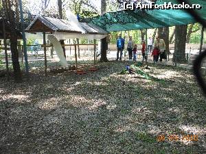 [P38] Bucureşti - Parcul Herăstrău. La păuni.  » foto by iulianic
 - 
<span class="allrVoted glyphicon glyphicon-heart hidden" id="av612899"></span>
<a class="m-l-10 hidden" id="sv612899" onclick="voting_Foto_DelVot(,612899,11447)" role="button">șterge vot <span class="glyphicon glyphicon-remove"></span></a>
<a id="v9612899" class=" c-red"  onclick="voting_Foto_SetVot(612899)" role="button"><span class="glyphicon glyphicon-heart-empty"></span> <b>LIKE</b> = Votează poza</a> <img class="hidden"  id="f612899W9" src="/imagini/loader.gif" border="0" /><span class="AjErrMes hidden" id="e612899ErM"></span>