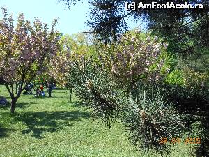 P04 [APR-2015] Bucureşti - Parcul Herăstrău. Cireşii înfloriţi din Grădina japoneză. 