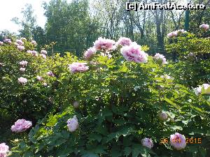 [P05] Bucureşti - Parcul Herăstrău. Bujori la sfârşit de aprilie.  » foto by iulianic
 - 
<span class="allrVoted glyphicon glyphicon-heart hidden" id="av612839"></span>
<a class="m-l-10 hidden" id="sv612839" onclick="voting_Foto_DelVot(,612839,11447)" role="button">șterge vot <span class="glyphicon glyphicon-remove"></span></a>
<a id="v9612839" class=" c-red"  onclick="voting_Foto_SetVot(612839)" role="button"><span class="glyphicon glyphicon-heart-empty"></span> <b>LIKE</b> = Votează poza</a> <img class="hidden"  id="f612839W9" src="/imagini/loader.gif" border="0" /><span class="AjErrMes hidden" id="e612839ErM"></span>
