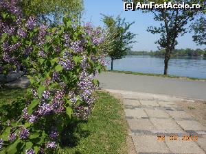 [P06] Bucureşti - Parcul Herăstrău. Tufe de liliac pe aleile parcului.  » foto by iulianic
 - 
<span class="allrVoted glyphicon glyphicon-heart hidden" id="av612840"></span>
<a class="m-l-10 hidden" id="sv612840" onclick="voting_Foto_DelVot(,612840,11447)" role="button">șterge vot <span class="glyphicon glyphicon-remove"></span></a>
<a id="v9612840" class=" c-red"  onclick="voting_Foto_SetVot(612840)" role="button"><span class="glyphicon glyphicon-heart-empty"></span> <b>LIKE</b> = Votează poza</a> <img class="hidden"  id="f612840W9" src="/imagini/loader.gif" border="0" /><span class="AjErrMes hidden" id="e612840ErM"></span>