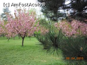[P02] București - Grădina japoneză din Herăstrău. În vremea cireșilor înfloriți. » foto by iulianic
 - 
<span class="allrVoted glyphicon glyphicon-heart hidden" id="av728458"></span>
<a class="m-l-10 hidden" id="sv728458" onclick="voting_Foto_DelVot(,728458,11447)" role="button">șterge vot <span class="glyphicon glyphicon-remove"></span></a>
<a id="v9728458" class=" c-red"  onclick="voting_Foto_SetVot(728458)" role="button"><span class="glyphicon glyphicon-heart-empty"></span> <b>LIKE</b> = Votează poza</a> <img class="hidden"  id="f728458W9" src="/imagini/loader.gif" border="0" /><span class="AjErrMes hidden" id="e728458ErM"></span>
