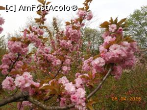 [P22] București - Grădina japoneză din Herăstrău. Frumoase flori de aprilie. » foto by iulianic
 - 
<span class="allrVoted glyphicon glyphicon-heart hidden" id="av728478"></span>
<a class="m-l-10 hidden" id="sv728478" onclick="voting_Foto_DelVot(,728478,11447)" role="button">șterge vot <span class="glyphicon glyphicon-remove"></span></a>
<a id="v9728478" class=" c-red"  onclick="voting_Foto_SetVot(728478)" role="button"><span class="glyphicon glyphicon-heart-empty"></span> <b>LIKE</b> = Votează poza</a> <img class="hidden"  id="f728478W9" src="/imagini/loader.gif" border="0" /><span class="AjErrMes hidden" id="e728478ErM"></span>