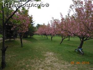 [P23] București - Grădina japoneză din Herăstrău. În 'livada' cu cireși japonezi. » foto by iulianic
 - 
<span class="allrVoted glyphicon glyphicon-heart hidden" id="av728479"></span>
<a class="m-l-10 hidden" id="sv728479" onclick="voting_Foto_DelVot(,728479,11447)" role="button">șterge vot <span class="glyphicon glyphicon-remove"></span></a>
<a id="v9728479" class=" c-red"  onclick="voting_Foto_SetVot(728479)" role="button"><span class="glyphicon glyphicon-heart-empty"></span> <b>LIKE</b> = Votează poza</a> <img class="hidden"  id="f728479W9" src="/imagini/loader.gif" border="0" /><span class="AjErrMes hidden" id="e728479ErM"></span>