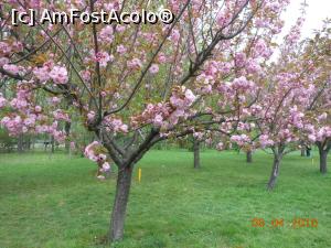 [P29] București - Grădina japoneză din Herăstrău. Gingașele floricele roz.  » foto by iulianic
 - 
<span class="allrVoted glyphicon glyphicon-heart hidden" id="av728485"></span>
<a class="m-l-10 hidden" id="sv728485" onclick="voting_Foto_DelVot(,728485,11447)" role="button">șterge vot <span class="glyphicon glyphicon-remove"></span></a>
<a id="v9728485" class=" c-red"  onclick="voting_Foto_SetVot(728485)" role="button"><span class="glyphicon glyphicon-heart-empty"></span> <b>LIKE</b> = Votează poza</a> <img class="hidden"  id="f728485W9" src="/imagini/loader.gif" border="0" /><span class="AjErrMes hidden" id="e728485ErM"></span>