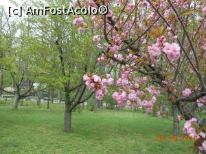 [P30] București - Grădina japoneză din Herăstrău. Ramuri de cireș înflorit.  » foto by iulianic
 - 
<span class="allrVoted glyphicon glyphicon-heart hidden" id="av728486"></span>
<a class="m-l-10 hidden" id="sv728486" onclick="voting_Foto_DelVot(,728486,11447)" role="button">șterge vot <span class="glyphicon glyphicon-remove"></span></a>
<a id="v9728486" class=" c-red"  onclick="voting_Foto_SetVot(728486)" role="button"><span class="glyphicon glyphicon-heart-empty"></span> <b>LIKE</b> = Votează poza</a> <img class="hidden"  id="f728486W9" src="/imagini/loader.gif" border="0" /><span class="AjErrMes hidden" id="e728486ErM"></span>