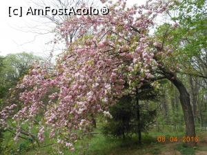 [P04] București - Grădina japoneză din Herăstrău. Un cireș greu de floare. » foto by iulianic
 - 
<span class="allrVoted glyphicon glyphicon-heart hidden" id="av728460"></span>
<a class="m-l-10 hidden" id="sv728460" onclick="voting_Foto_DelVot(,728460,11447)" role="button">șterge vot <span class="glyphicon glyphicon-remove"></span></a>
<a id="v9728460" class=" c-red"  onclick="voting_Foto_SetVot(728460)" role="button"><span class="glyphicon glyphicon-heart-empty"></span> <b>LIKE</b> = Votează poza</a> <img class="hidden"  id="f728460W9" src="/imagini/loader.gif" border="0" /><span class="AjErrMes hidden" id="e728460ErM"></span>