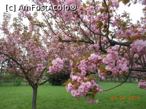 [P05] București - Grădina japoneză din Herăstrău. Ce poate fi mai frumos? » foto by iulianic
 - 
<span class="allrVoted glyphicon glyphicon-heart hidden" id="av728461"></span>
<a class="m-l-10 hidden" id="sv728461" onclick="voting_Foto_DelVot(,728461,11447)" role="button">șterge vot <span class="glyphicon glyphicon-remove"></span></a>
<a id="v9728461" class=" c-red"  onclick="voting_Foto_SetVot(728461)" role="button"><span class="glyphicon glyphicon-heart-empty"></span> <b>LIKE</b> = Votează poza</a> <img class="hidden"  id="f728461W9" src="/imagini/loader.gif" border="0" /><span class="AjErrMes hidden" id="e728461ErM"></span>