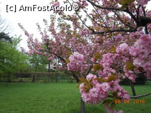 [P06] București - Grădina japoneză din Herăstrău. Minunile roz. » foto by iulianic
 - 
<span class="allrVoted glyphicon glyphicon-heart hidden" id="av728462"></span>
<a class="m-l-10 hidden" id="sv728462" onclick="voting_Foto_DelVot(,728462,11447)" role="button">șterge vot <span class="glyphicon glyphicon-remove"></span></a>
<a id="v9728462" class=" c-red"  onclick="voting_Foto_SetVot(728462)" role="button"><span class="glyphicon glyphicon-heart-empty"></span> <b>LIKE</b> = Votează poza</a> <img class="hidden"  id="f728462W9" src="/imagini/loader.gif" border="0" /><span class="AjErrMes hidden" id="e728462ErM"></span>