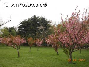 [P09] București - Grădina japoneză din Herăstrău. O parte din cireșii japonezi înfloriți. » foto by iulianic
 - 
<span class="allrVoted glyphicon glyphicon-heart hidden" id="av728465"></span>
<a class="m-l-10 hidden" id="sv728465" onclick="voting_Foto_DelVot(,728465,11447)" role="button">șterge vot <span class="glyphicon glyphicon-remove"></span></a>
<a id="v9728465" class=" c-red"  onclick="voting_Foto_SetVot(728465)" role="button"><span class="glyphicon glyphicon-heart-empty"></span> <b>LIKE</b> = Votează poza</a> <img class="hidden"  id="f728465W9" src="/imagini/loader.gif" border="0" /><span class="AjErrMes hidden" id="e728465ErM"></span>