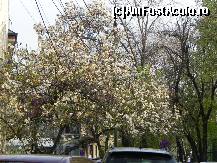 [P10] Magnolia ocrotită de pe strada Delavrancea, lîngă Parcul Kiseleff. E un adevărat spectacol!  » foto by abancor
 - 
<span class="allrVoted glyphicon glyphicon-heart hidden" id="av422217"></span>
<a class="m-l-10 hidden" id="sv422217" onclick="voting_Foto_DelVot(,422217,11447)" role="button">șterge vot <span class="glyphicon glyphicon-remove"></span></a>
<a id="v9422217" class=" c-red"  onclick="voting_Foto_SetVot(422217)" role="button"><span class="glyphicon glyphicon-heart-empty"></span> <b>LIKE</b> = Votează poza</a> <img class="hidden"  id="f422217W9" src="/imagini/loader.gif" border="0" /><span class="AjErrMes hidden" id="e422217ErM"></span>