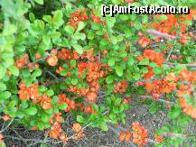 [P03] Nişte flori de margineea drumensis, o specie de boschete...  » foto by abancor
 - 
<span class="allrVoted glyphicon glyphicon-heart hidden" id="av422203"></span>
<a class="m-l-10 hidden" id="sv422203" onclick="voting_Foto_DelVot(,422203,11447)" role="button">șterge vot <span class="glyphicon glyphicon-remove"></span></a>
<a id="v9422203" class=" c-red"  onclick="voting_Foto_SetVot(422203)" role="button"><span class="glyphicon glyphicon-heart-empty"></span> <b>LIKE</b> = Votează poza</a> <img class="hidden"  id="f422203W9" src="/imagini/loader.gif" border="0" /><span class="AjErrMes hidden" id="e422203ErM"></span>