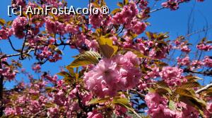 [P08] Înflorirea cireșilor din Grădina japoneză din Herastrău » foto by vlado2
 - 
<span class="allrVoted glyphicon glyphicon-heart hidden" id="av1525551"></span>
<a class="m-l-10 hidden" id="sv1525551" onclick="voting_Foto_DelVot(,1525551,11447)" role="button">șterge vot <span class="glyphicon glyphicon-remove"></span></a>
<a id="v91525551" class=" c-red"  onclick="voting_Foto_SetVot(1525551)" role="button"><span class="glyphicon glyphicon-heart-empty"></span> <b>LIKE</b> = Votează poza</a> <img class="hidden"  id="f1525551W9" src="/imagini/loader.gif" border="0" /><span class="AjErrMes hidden" id="e1525551ErM"></span>