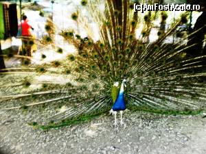 [P11] Prin Parcul Cismigiu.  » foto by melena
 - 
<span class="allrVoted glyphicon glyphicon-heart hidden" id="av640861"></span>
<a class="m-l-10 hidden" id="sv640861" onclick="voting_Foto_DelVot(,640861,11447)" role="button">șterge vot <span class="glyphicon glyphicon-remove"></span></a>
<a id="v9640861" class=" c-red"  onclick="voting_Foto_SetVot(640861)" role="button"><span class="glyphicon glyphicon-heart-empty"></span> <b>LIKE</b> = Votează poza</a> <img class="hidden"  id="f640861W9" src="/imagini/loader.gif" border="0" /><span class="AjErrMes hidden" id="e640861ErM"></span>